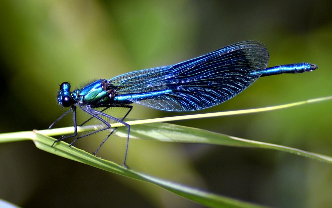 Las libélulas en el paisajismo sostenible