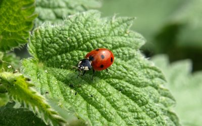 La Importancia de los insectos en un jardín libre de pesticidas