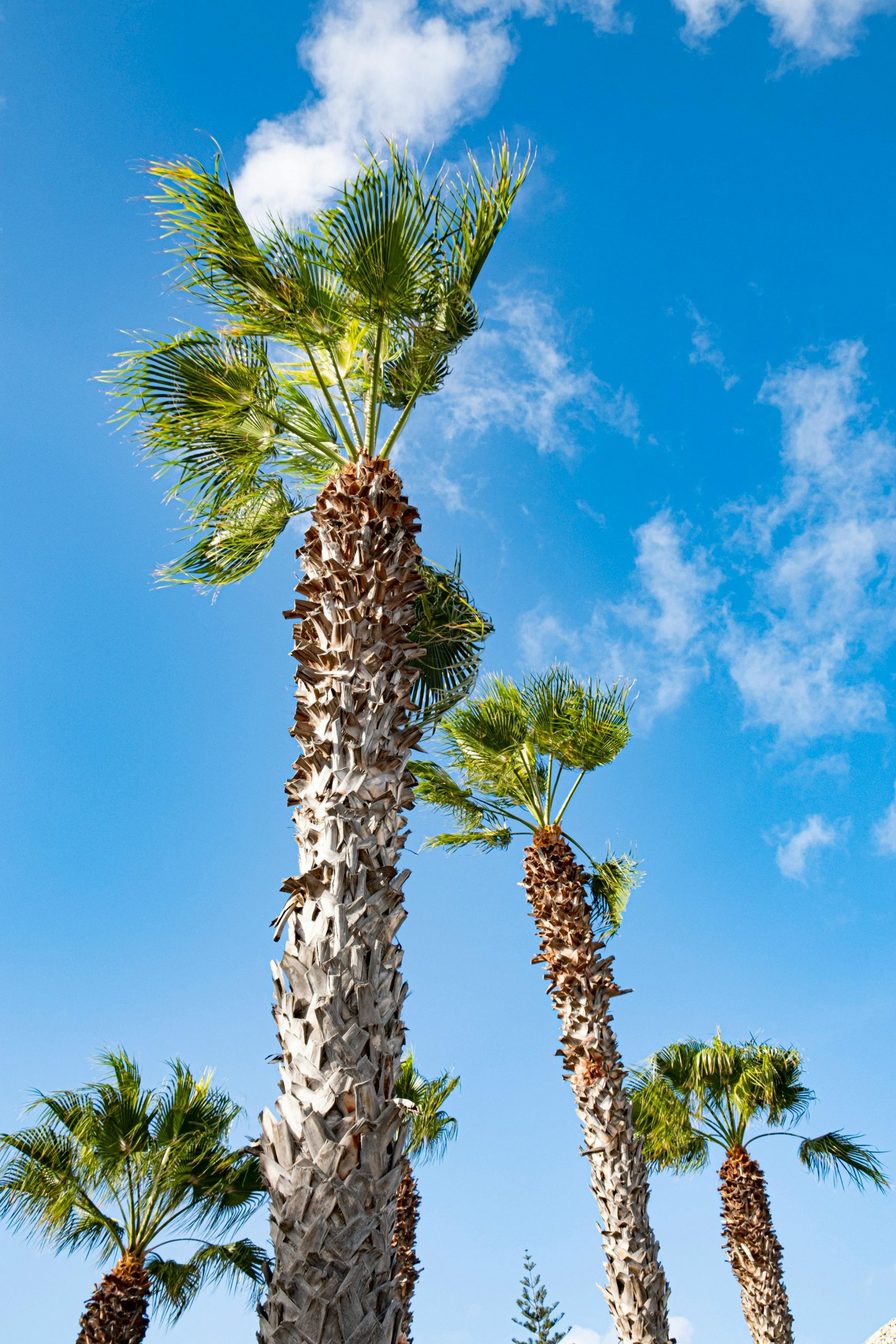 Mantenimiento de Jardín en Valencia - palmeras