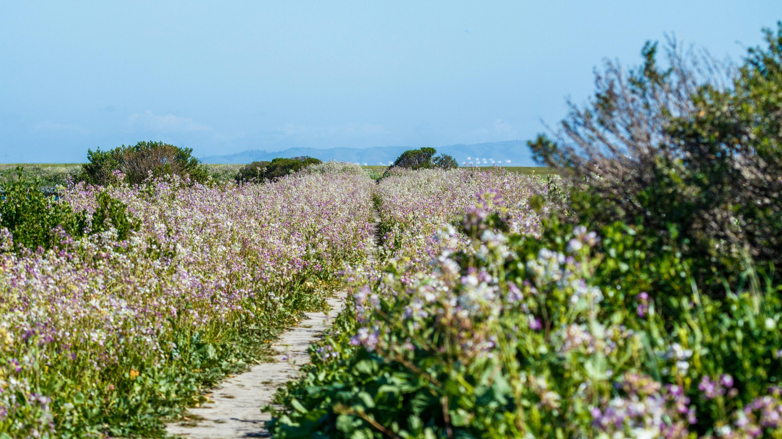 Reforma de jardín en Valencia