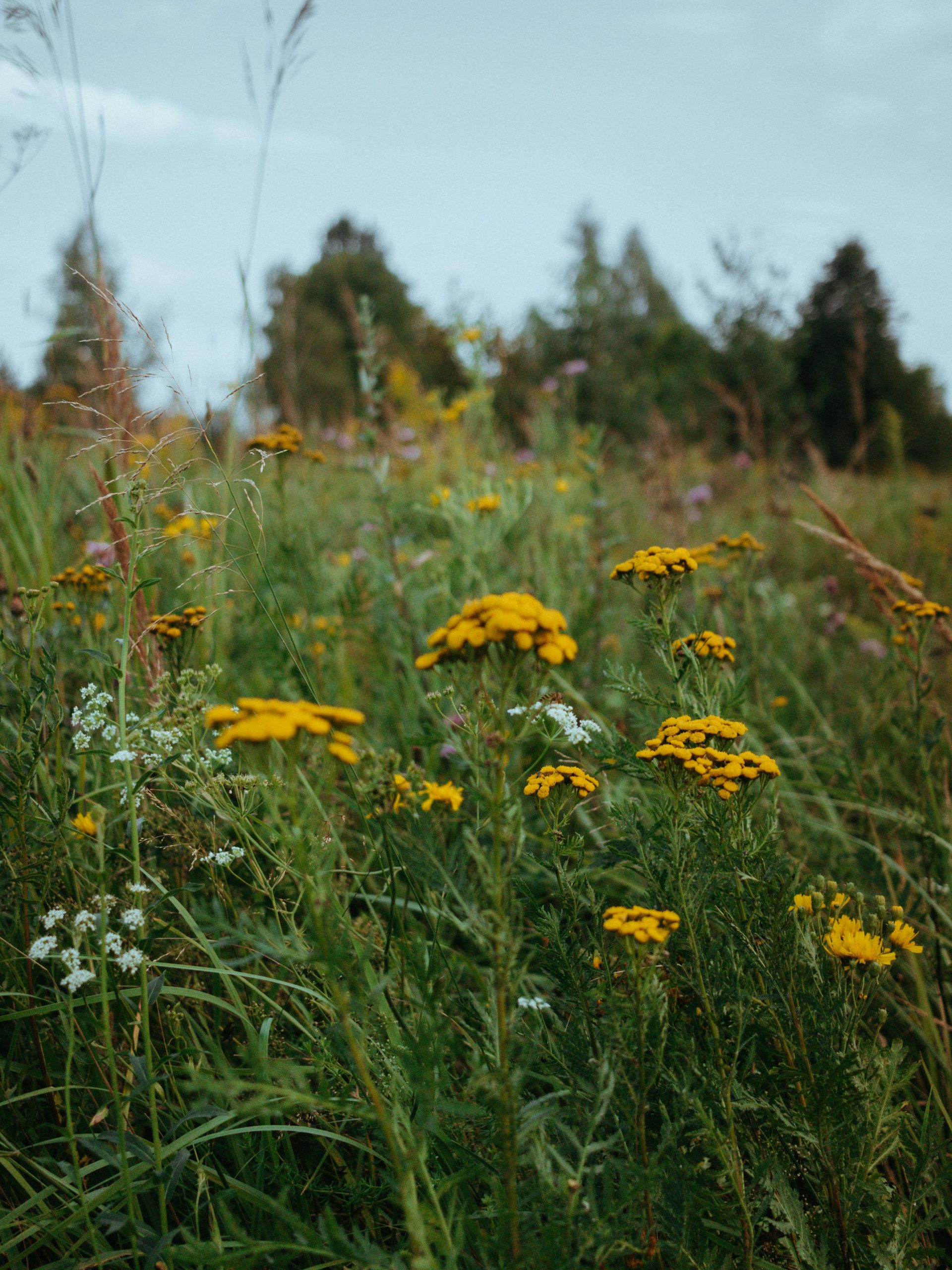 Reforma de jardín en Valencia