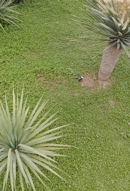 Jardín El Puig Jardín El Puig - Paisajista en Valencia