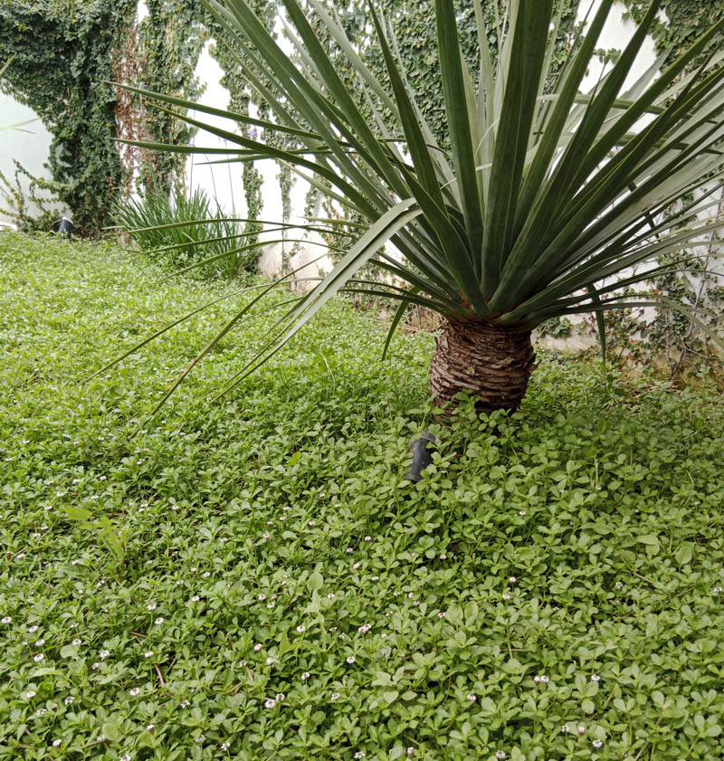 Jardín El Puig Jardín El Puig - Paisajista en Valencia