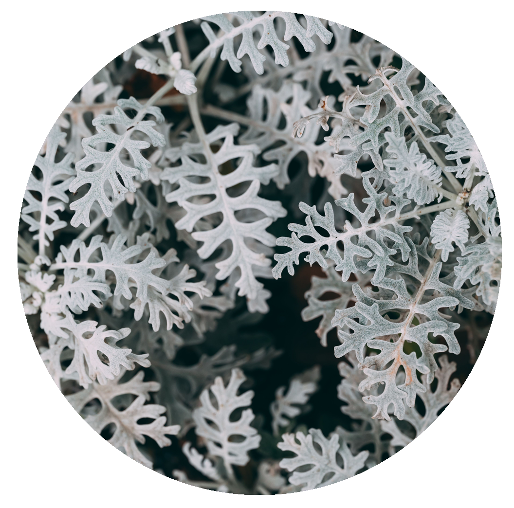 Artemisia ‘Powis Castle’