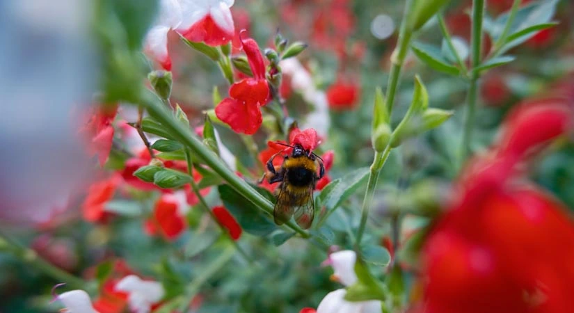 Detalle de la floración de las salvias en un jardín mediterráneo