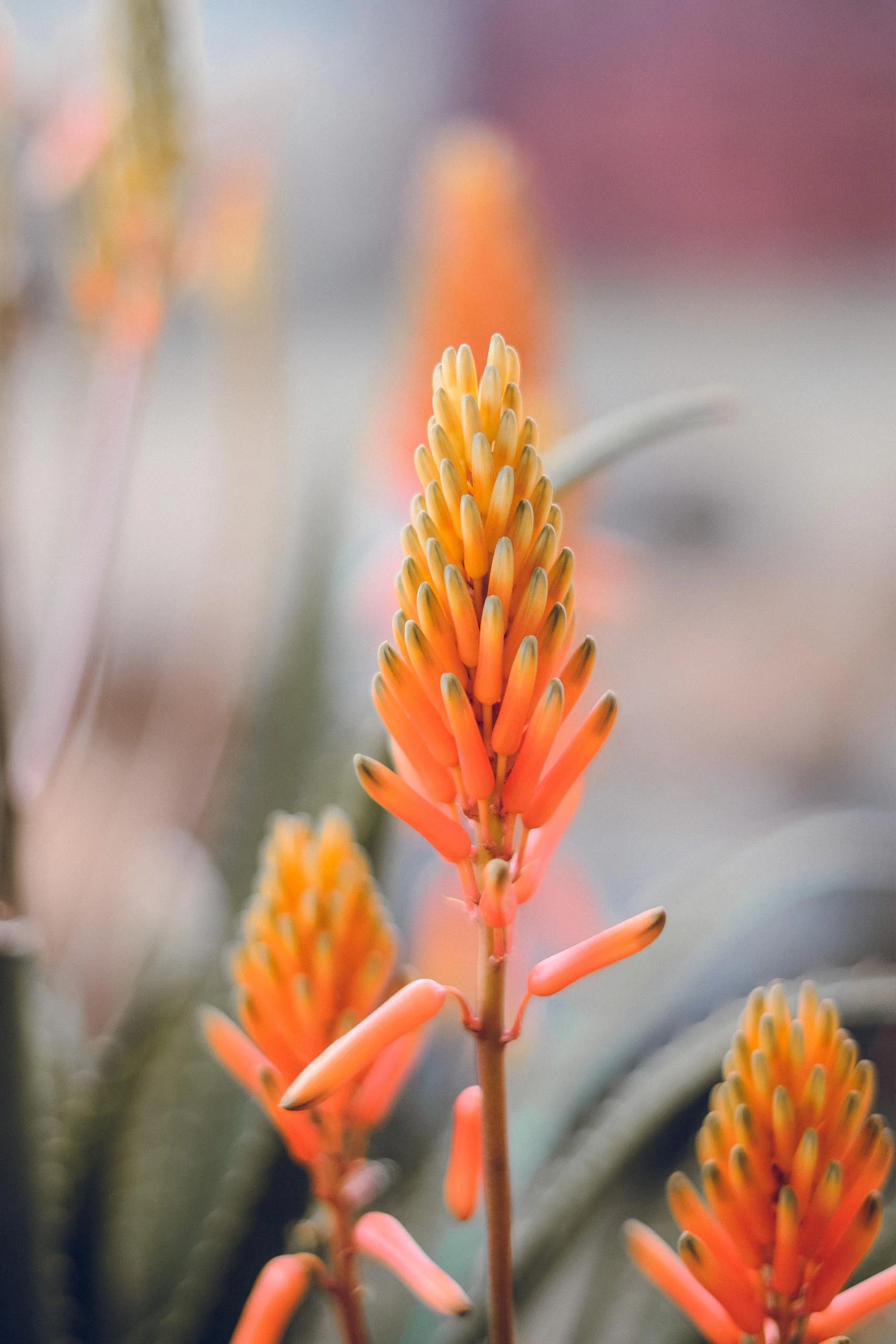 Detalle de la floración de un aloe en un jardín mediterráneo