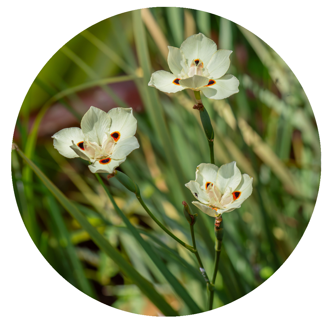 Dietes bicolor