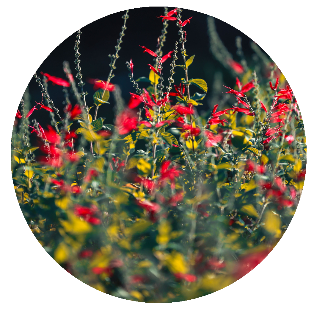 Salvia microphylla ‘Royal Bumble’