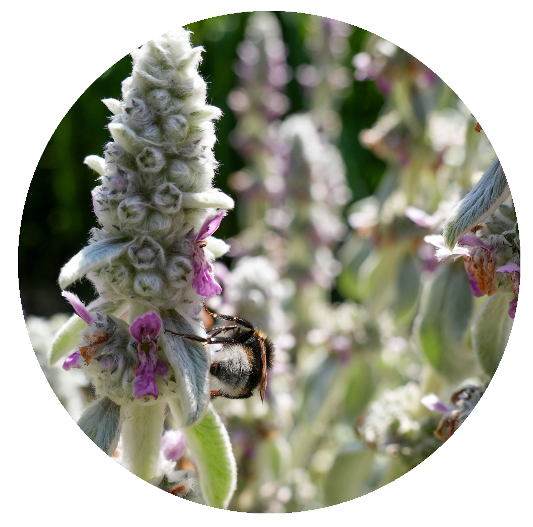Stachys byzantina