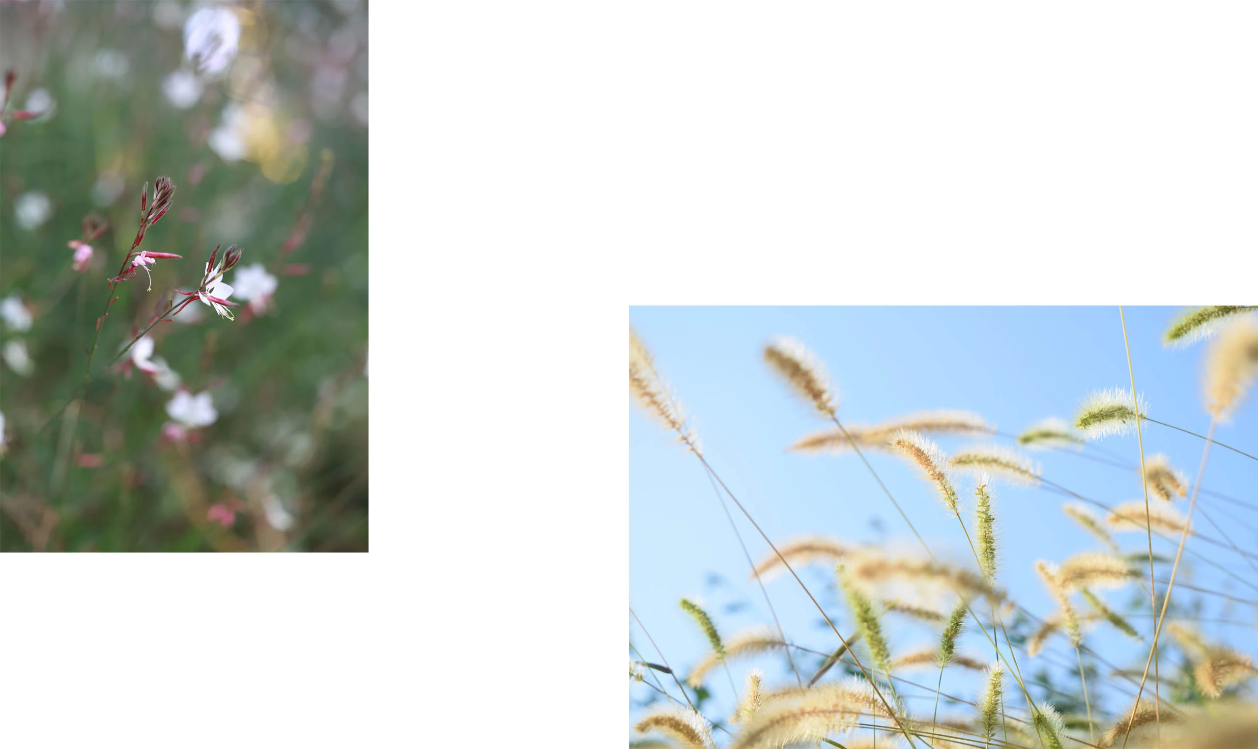 Jardín mediterráneo con gramíneas