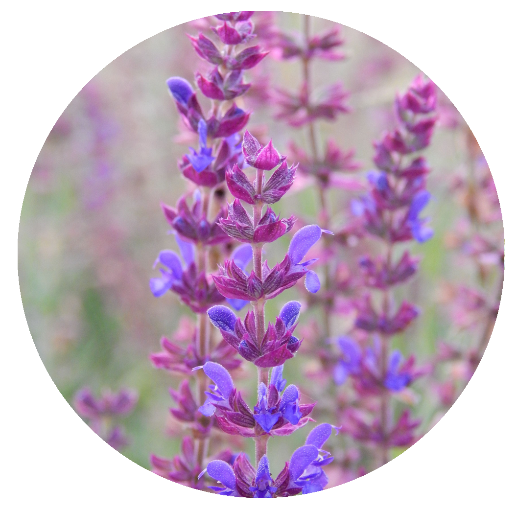 salvia amplexicaulis