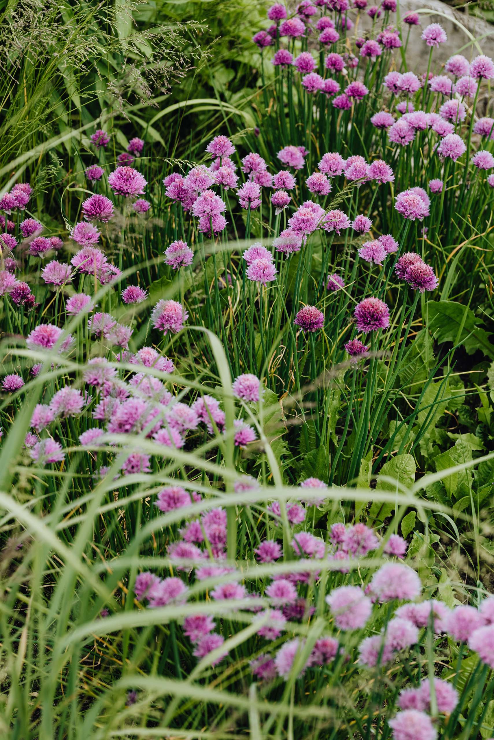 Especies vivaces y aromáticas