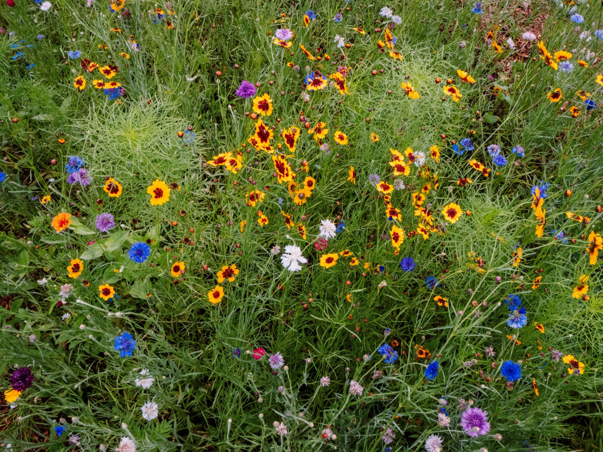 Diseño de jardín naturalista mediterráneo